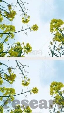 九游皇室战争下载最新版-九游皇室战争下载体验，快意战场上的策略对决